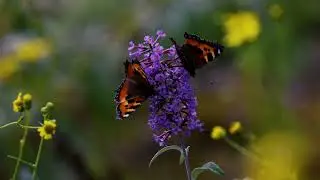 Window on Wildlife | Wildlife Photography Series Episode 2