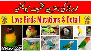 Love Birds Different Mutations & Combination detail in Urdu By |Arham|., Video. 366
