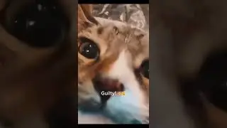Guilty Cat Caught with Blue Mouth! 🎨😹 #catsofyoutube #funnycats #felinefuntimes
