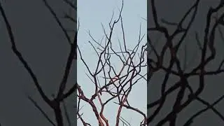 Moon view during the day #travel #nature #youtubeshorts