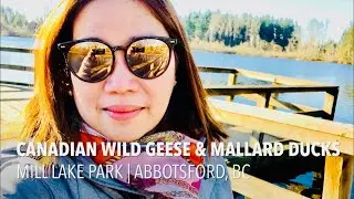 Canadian Wild Geese & Mallard Ducks | Mill Lake Park | Abbotsford, BC