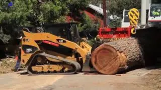 Huge tree Cutting 2023|| #electricchainsaw #chainsawaddicted #woodcutting
