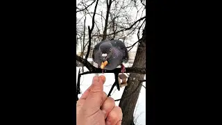 Не только белки любят орешки / Not only squirrels love nuts