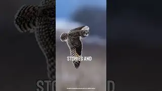 Why a Group of Owls Is Called a Parliament