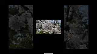 CHERRY BLOSSOM IN OSAKA #Japan
