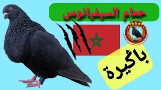 #السيفيانوس الأسود باݣيرا /  🇲🇦  Sivianos Black BAGIRA