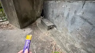 This Hungry Stray Kitten Didn’t Trust Me at First 