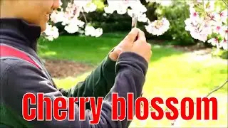 Cherry blossom | Auckland botanic gardens | Travels with Phillip