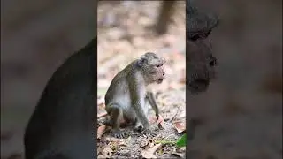 #monkeyvideo #monkey #funnymonkey #happymonkeys #eating Monkey