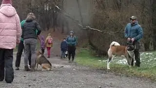 Jak změnit chování psů (skryté titulky)