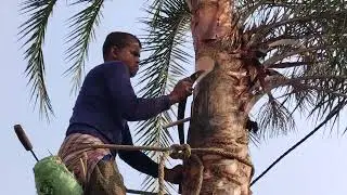 PURULIA TOUR | KHEJUR ROSH | KHEJUR GUR VILLAGE FOODS |শীতকালে খেজুর রস বার কিভাবে করে ? STREET FOOD