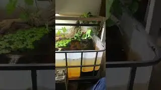 DIY indoor pond with alligator snapping turtle and more