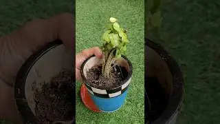 Easy Topiary #topiary #jadeplant #nature #plant #youtubeshorts