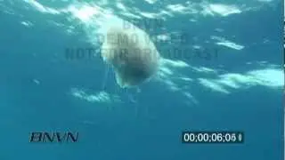 12/11/2009 Cauliflower Jellyfish stock footage