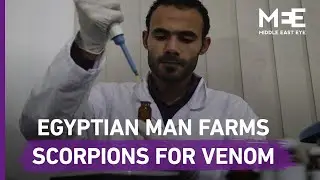 The Egyptian man extracting venom from scorpions and snakes