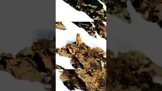 Shy jackal in rocky snowy mountains