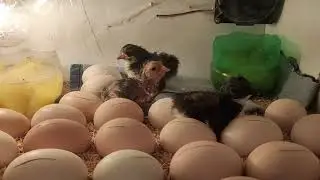 My first batch 40 eggs🥚🥚🥚 capacity incubator
