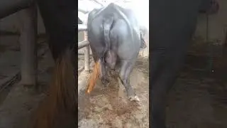 Breeder Bull for Semen Collection #dairy #dairyfarming #animals #bull #collection #dairyindustry