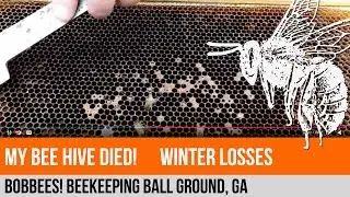 Beekeeping: Beehive Winter Deadout!