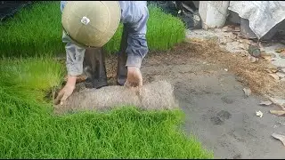 Hướng dẫn chi tiết kỹ thuật GIEO MẠ TRÊN SÂN cho cây lên đều, đẹp, khỏe, mướt xanh (trồng lúa)