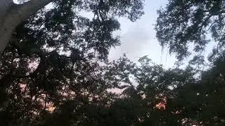 Florida Sunset #florida #floridasunset #nature #calm #sunset #oaktrees #chill 
