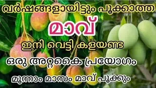 3 മാസം കൊണ്ട് മാവ് പൂക്കാൻ ഈ ഒരു ഒറ്റ വളം മാത്രം മതി  / Mango Tree Flowering Tip Malayalam