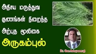 அதிசய மருத்துவ குணங்கள் நிறைந்த அருகம்புல் | Arugampul (Bermuda Grass) medicinal uses