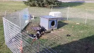 Terrible Teddy Tornado Beagle with Rufus and little Miniwheat