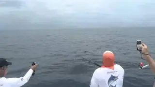 CatchStat | Offshore World Championship Fish#15081