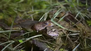 La Grenouille rousse