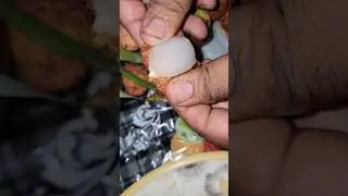 Real Lychee Pakistani Lychee Kitchen Cuisine