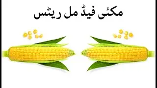 corn feed mil rate 2022 | all maki feed mil rates update 2022 | fresh rates of feeds