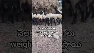 నెలకు 6-7 కిలోలు పక్కా వస్తాయి ఇదిగో ప్రూఫ్ ||Dry fodder uses in sheeps #shorts #sheepfarming #viral