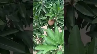 135 Garden flowers 🌹🌺🌹🌺 #viral #shorts #garden #bestgarden #Wow