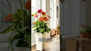 15 захватывающих дух растений, которые преобразят ваш дом, наполнив его чистым воздухом