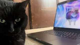Spinning cat reaction 