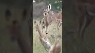 Animals Activity #bestpetanimals #animalshorts #animalsgames