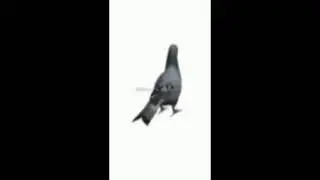 💯💯pigeon spin💯💯