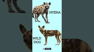 🐧🦎 Animals That Look Similar But Are Totally Different (part-2)#shorts #shortsfeed #youtubeshorts