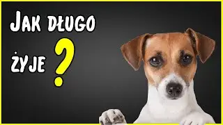 JAK DŁUGO ŻYJE PIES ? (ILE LAT)