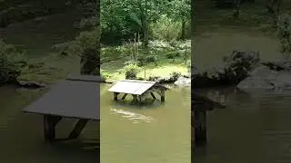 Japanese Zen Garden Koi