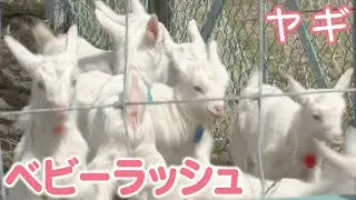 かわいい！ヤギのベビーラッシュ　57頭がすくすく　4月中旬頃までに80頭が生まれる見込み