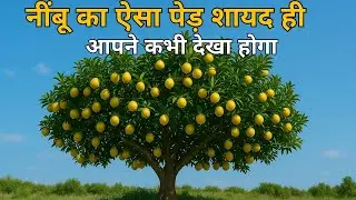 Nimbu Ka Ped | jamiri nimbu plant |  Nimbu ki kheti | जमीरी नींबू का पेड़