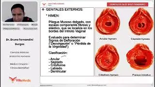 ANATOMIA HUMANA Genitales en el sexo femenino 13
