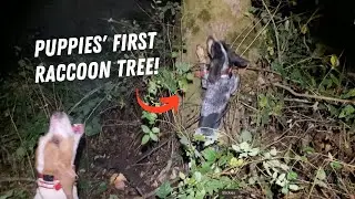 Hunting at Night in Oregon with My Coonhounds