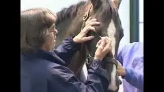 Medication of the Eye: Equine
