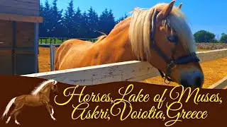 🐴🏇🌲🐞🌳Horses Roaming by the Lake of the Muses,Askri,Voiotia!🐎🍂🐎🐎🏞️🌱