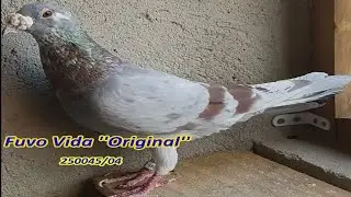 Pombal Campeões Moacir & Thiago pombal asa forte pai e filho