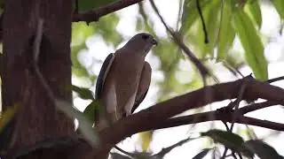 Deolali