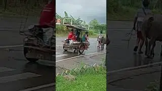 it's a Carabao please Subscribe #countrylife #bacolodcity #provincelife